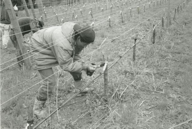 A person planting a grape vine in a vineyard row.