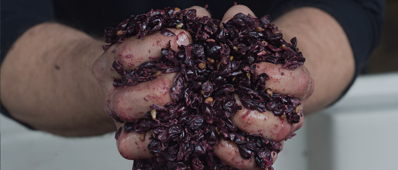 Hands holding crushed grapes.