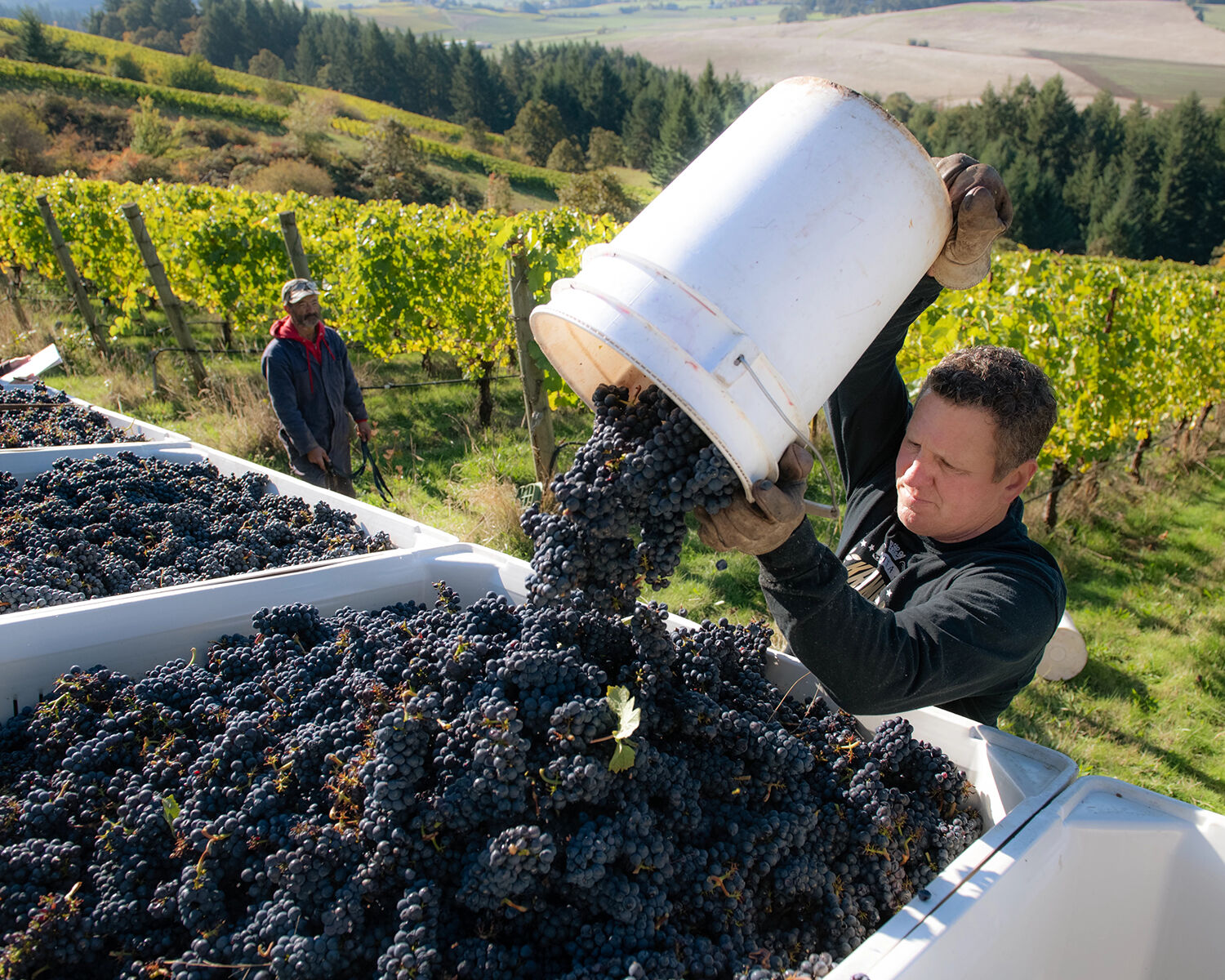WillaKenzie Estate Winemaker, Erik Kramer, pouring grapes into a barrel during harvest.