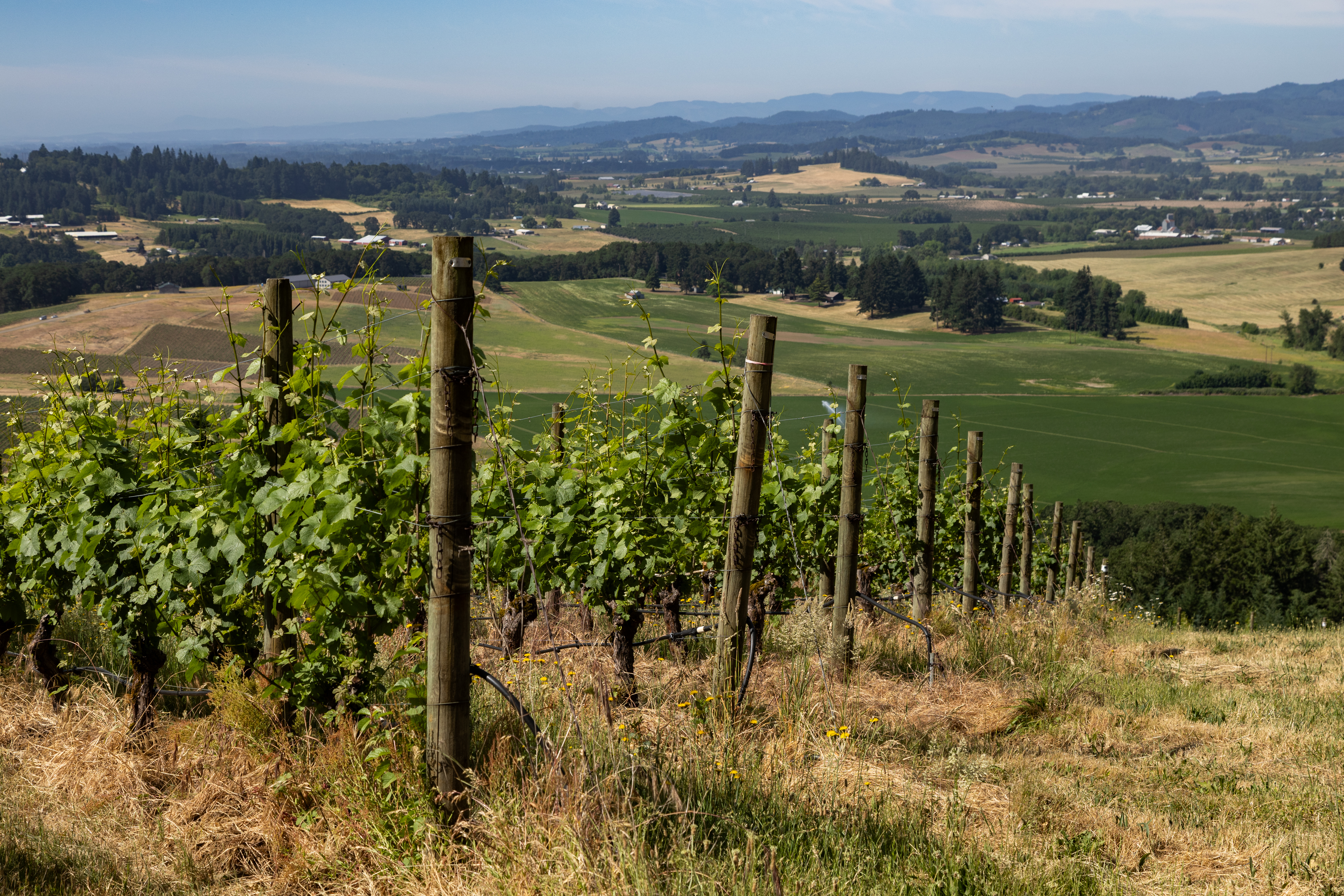WillaKenzie Estate Vineyard