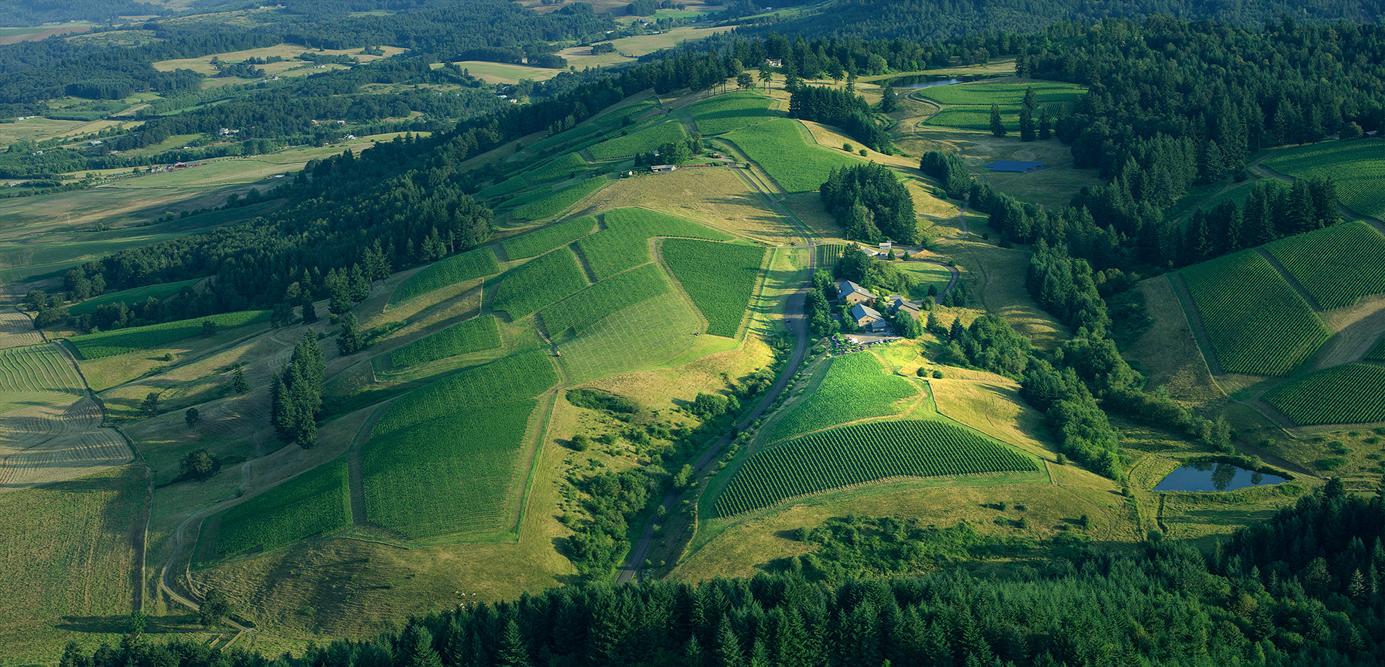 Aliette Pinot Noir